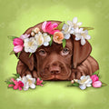Diamond Painting Chocolate Labrador 16" x 16″ (41cm x 41cm) / Round with 28 Colors including 4 ABs / 8,982