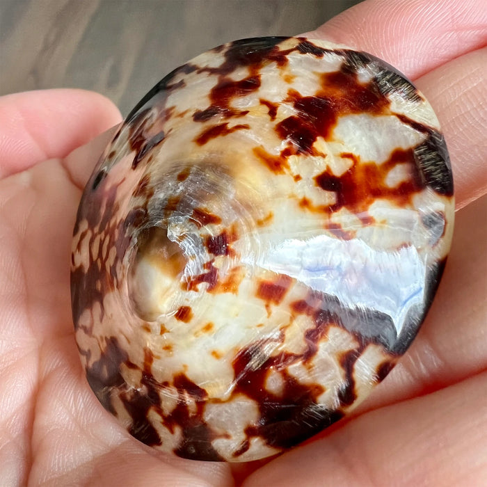 Eco Baby Planet breastfeeding seashells showing curved shape for nipple protection