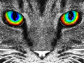 Diamond Painting The Cat 29" x 27″ (74cm x 56cm) / Round with 29 Colors Including 3 Glow-in-the-Dark / 51,874